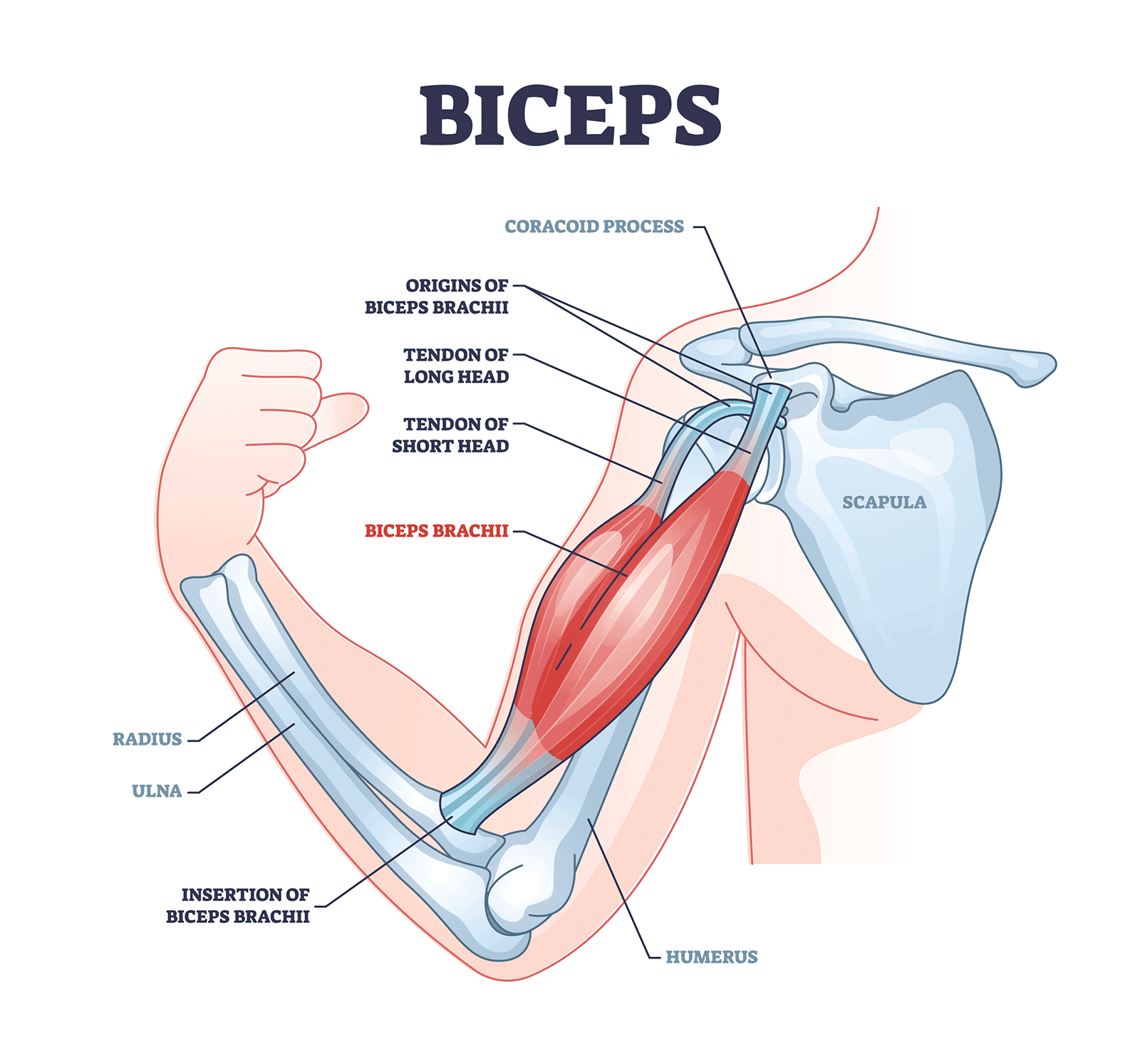 Biceps anatomy